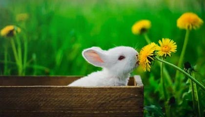 fb sports官网-扎马莱克在埃及国家德比中逆袭取胜，扎马莱克足球俱乐部