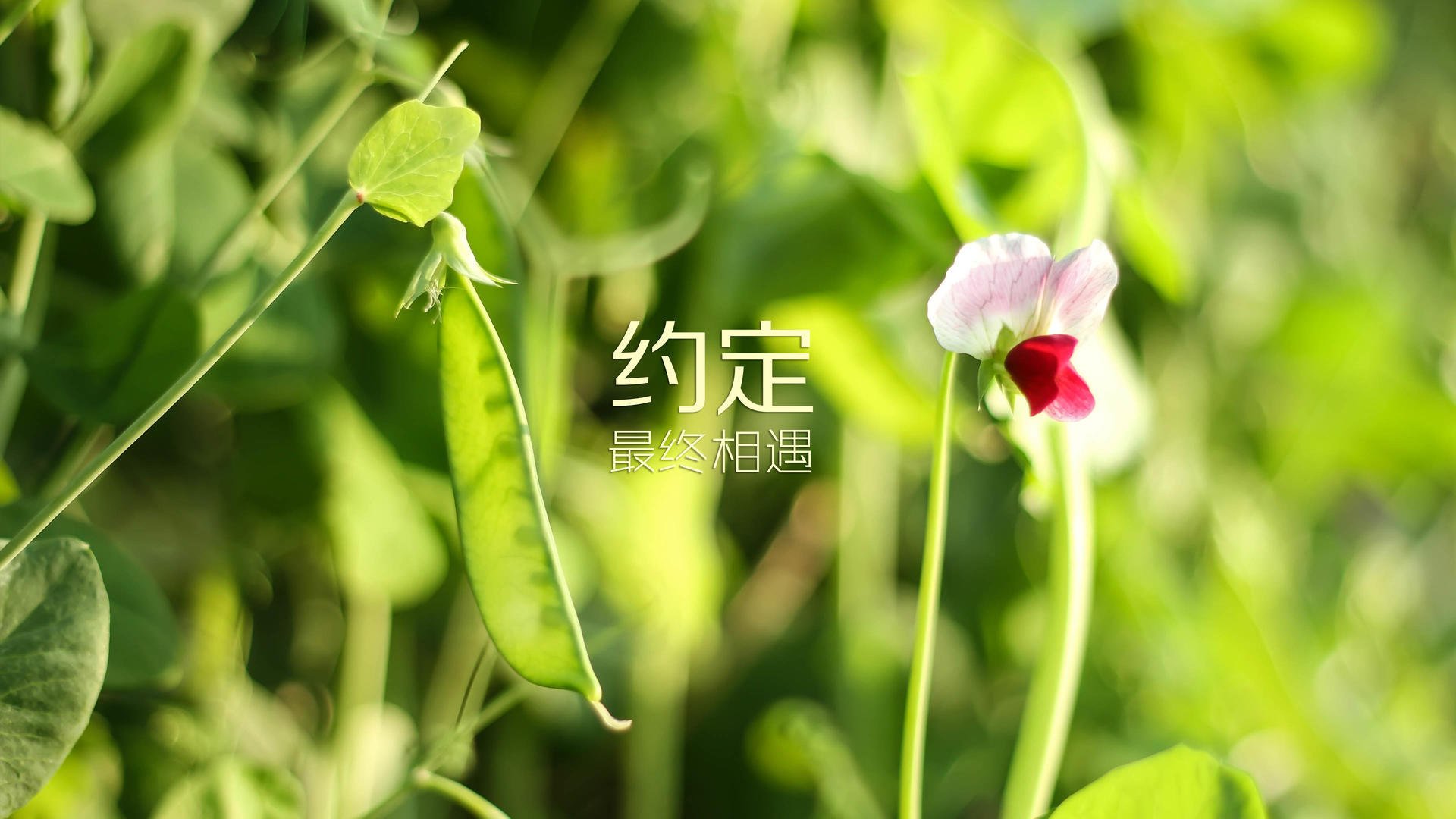 王者荣耀 新战术体系逐渐形成，王者荣耀所有战术体系