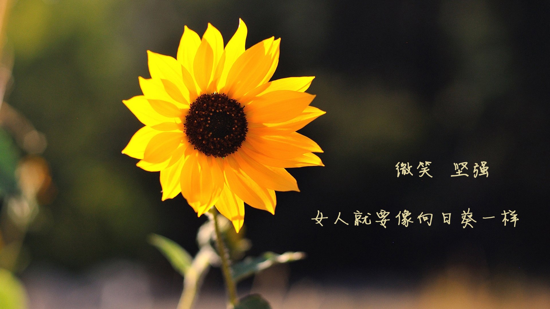 青少年五人制足球联赛全面铺开，全国中学生五人制足球联赛