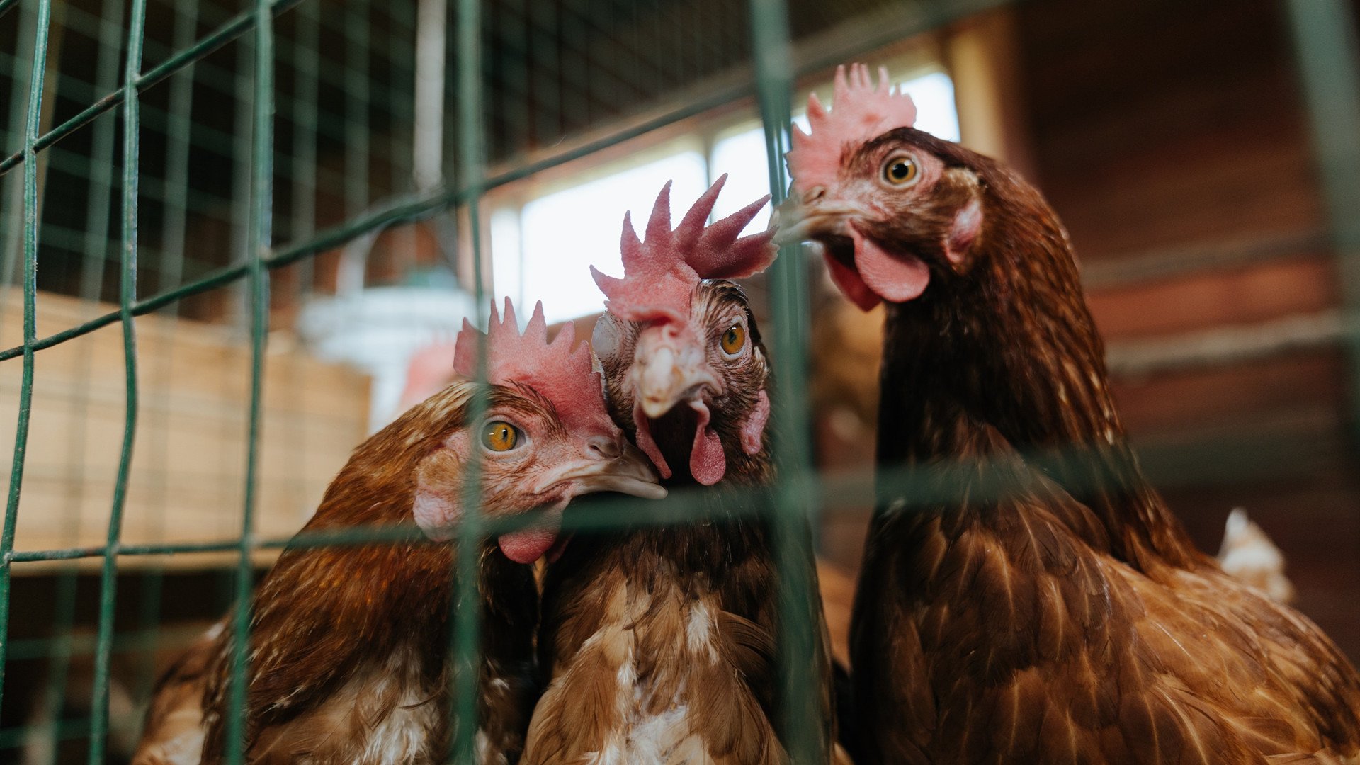 俱乐部年报公布财务状况良好赞助与赛事收入同步增长，俱乐部经费