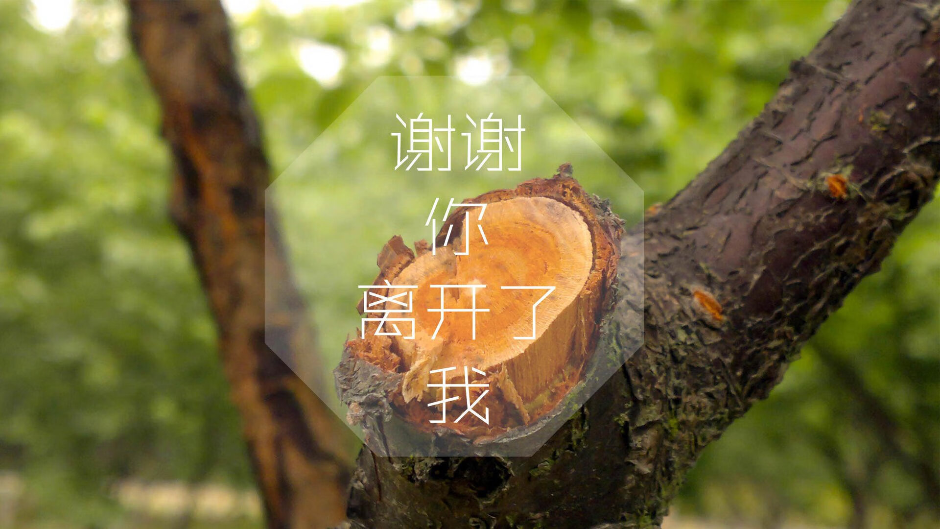 南非女队中距离自由泳显底蕴，南非女子冠军赛